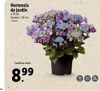 Lidl Hortensia de jardin offre