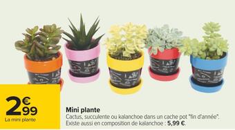 Carrefour Mini plante offre