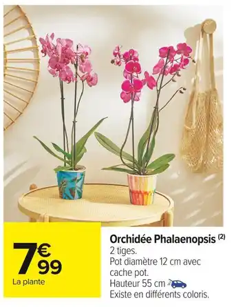 Carrefour Market Orchidée phalaenopsis offre