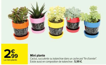 Carrefour Mini plante offre