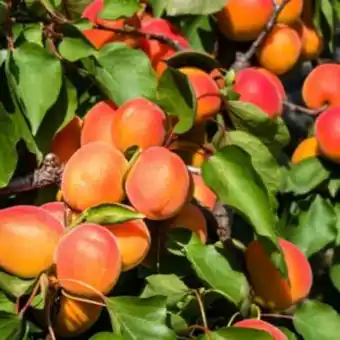 Gamm vert Abricotier 'rouge du roussillon' : taille en quenouille, pot de 10 l offre