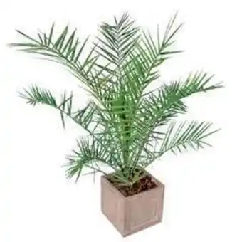 Phoenix canariensis h60/80cm : pot 3l