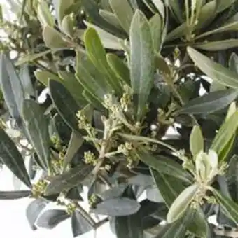 Olivier, olea europeae : tige h.140/160 cm, c18,5l