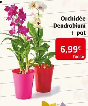 Colruyt Orchidée dendrobium + pot offre