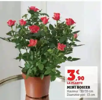 Hyper U Mini rosier offre