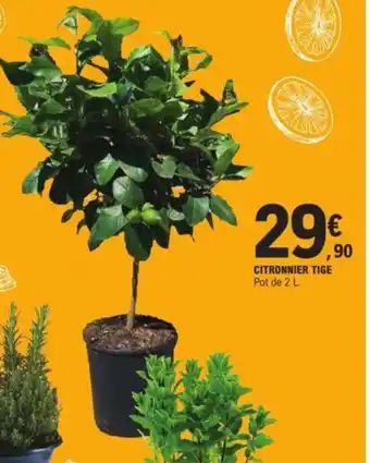 CITRONNIER TIGE