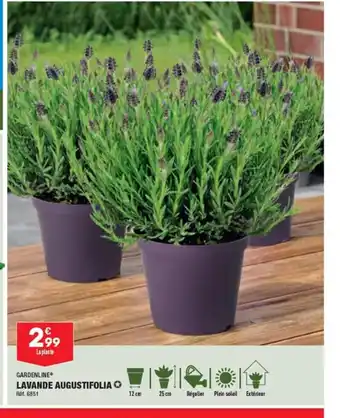 ALDI LAVANDE AUGUSTIFOLIA offre