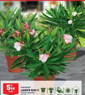 ALDI LAURIER ROSE Coloris assortis. offre