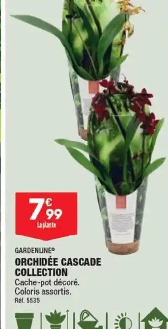 ALDI ORCHIDÉE CASCADE COLLECTION offre