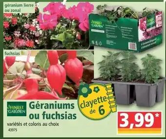 Norma Géraniums ou fuchsias offre