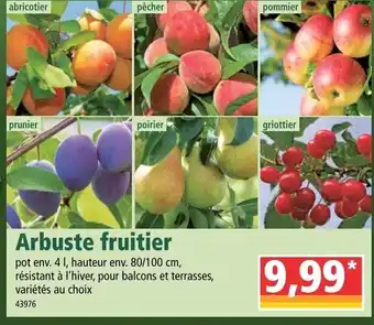 Norma Arbuste fruitier offre