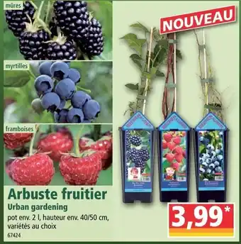 Norma Arbuste fruitier offre