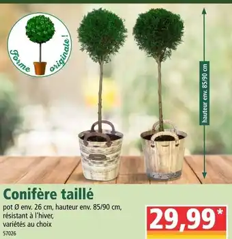 Norma Conifère taillé offre