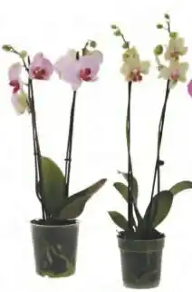 Phalaenopsis 2 tiges