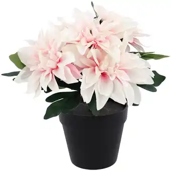 Action Dahlia en pot offre