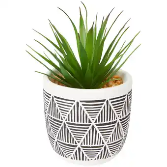 Action Plante grasse en pot offre
