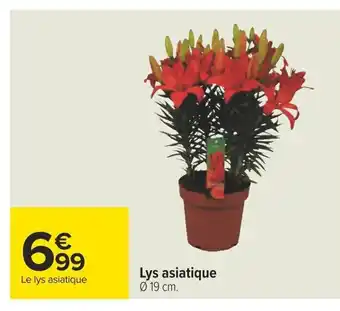 Carrefour Lys asiatique Ø 19 cm. offre