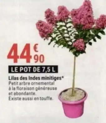 Gamm vert Lilas des indes minitiges offre