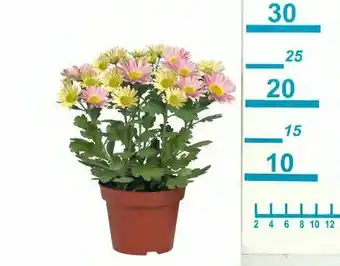 Lidl Chrysanthèmes en pot offre