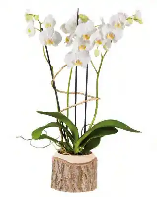 Lidl Orchidée en pot bois offre