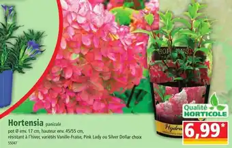 Norma Hortensia offre
