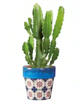 Lidl Cactée ou succulente en pot céramique offre