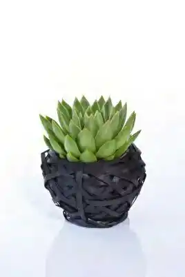 Lidl Succulente en coupe osier offre