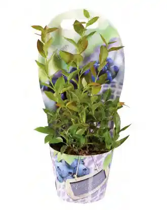 Lidl Myrtillier en pot offre