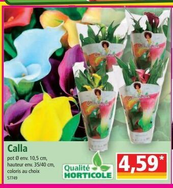 Norma Calla offre