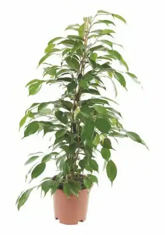 Carrefour Plante verte offre