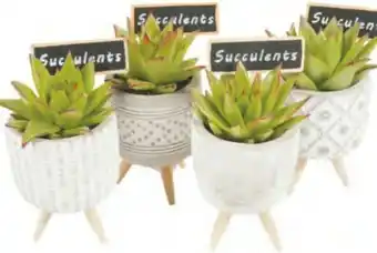 Carrefour Succulente déco offre