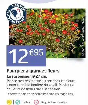 Jardiland Poupier à grandes fleurs offre