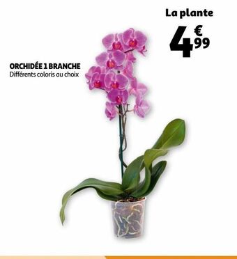 Auchan Orchidée 1 branche offre