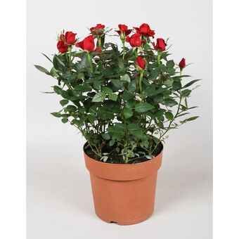 Auchan Supermarché Plantes fleuries offre