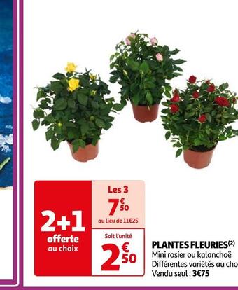 Auchan Supermarché Plantes fleuries offre