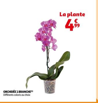 Auchan Supermarché Orchidée 1 branche offre