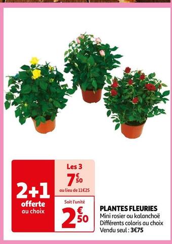 Auchan Plantes fleuries offre