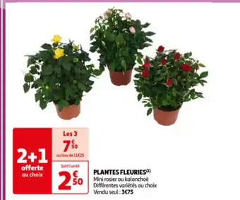 Auchan PLANTES FLEURIES(¹) Mini rosier ou kalanchoë Différentes variétés au choix Vendu seul : 3€75 offre