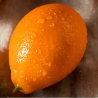 Gamm vert Kumquat géant offre