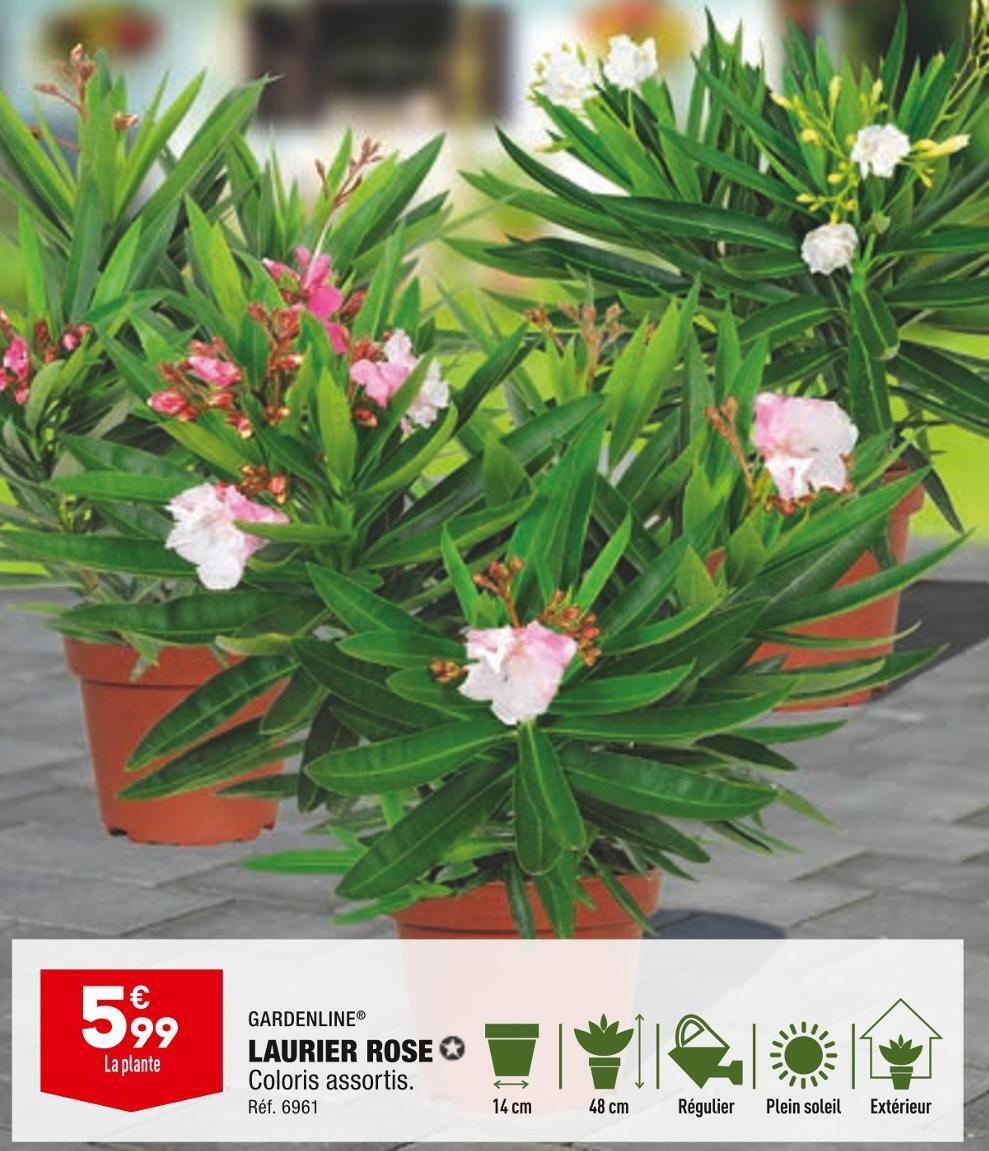 Promo Gardenline laurier rose chez ALDI