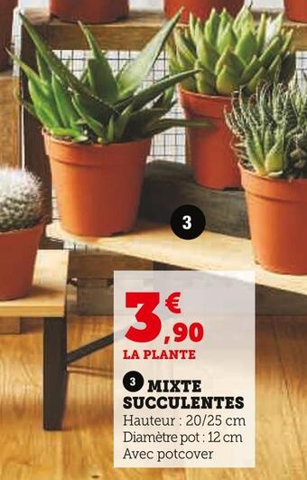 Super U Mixte succulentes offre