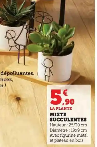 Hyper U Mixte succulentes offre