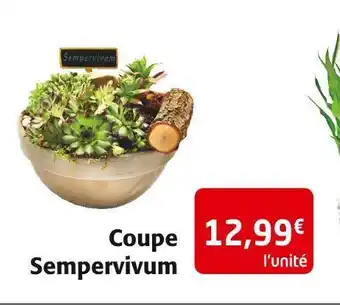 Colruyt Coupe sempervivum offre