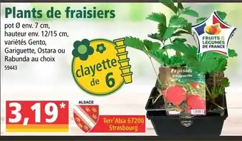 Norma Plants de fraisiers offre