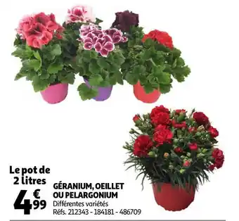 Auchan Géranium, œillet Ou Pelargonium offre