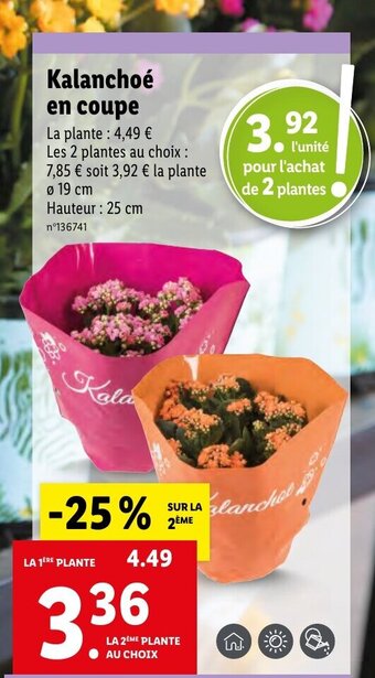 Lidl Kalanchoé en coupe La plante: 4,49 € offre