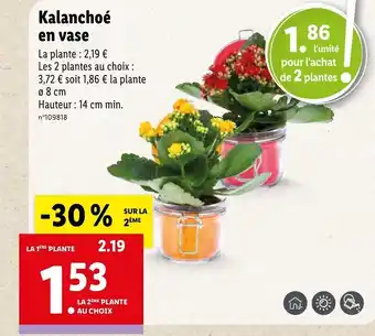 Lidl Kalanchoé en vase offre