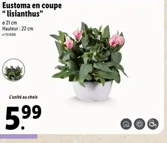 Lidl Eustoma en coupe "lisianthus" offre