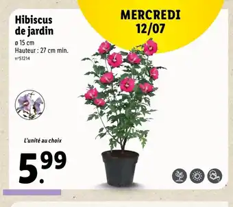 Lidl Hibiscus de jardin offre