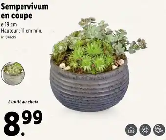 Lidl Sempervivum en coupe offre